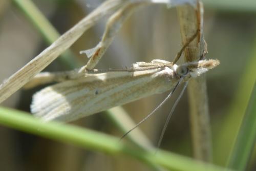 Réf. 198 336 : Crambus perlella